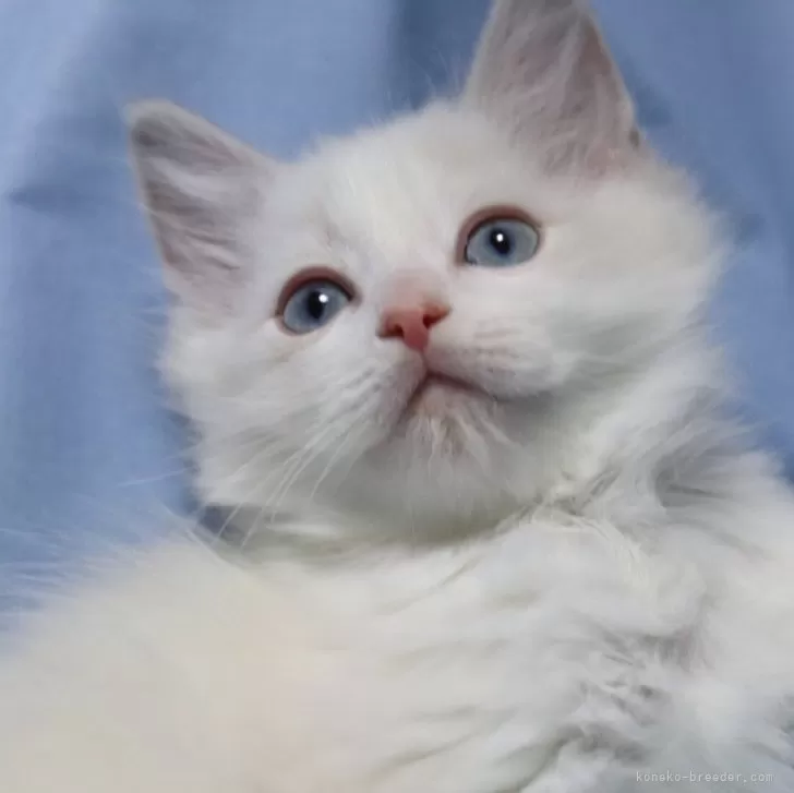 YM 様のお迎えした子猫