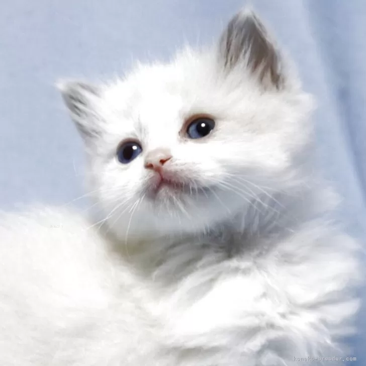 ID：2506-02743の子猫