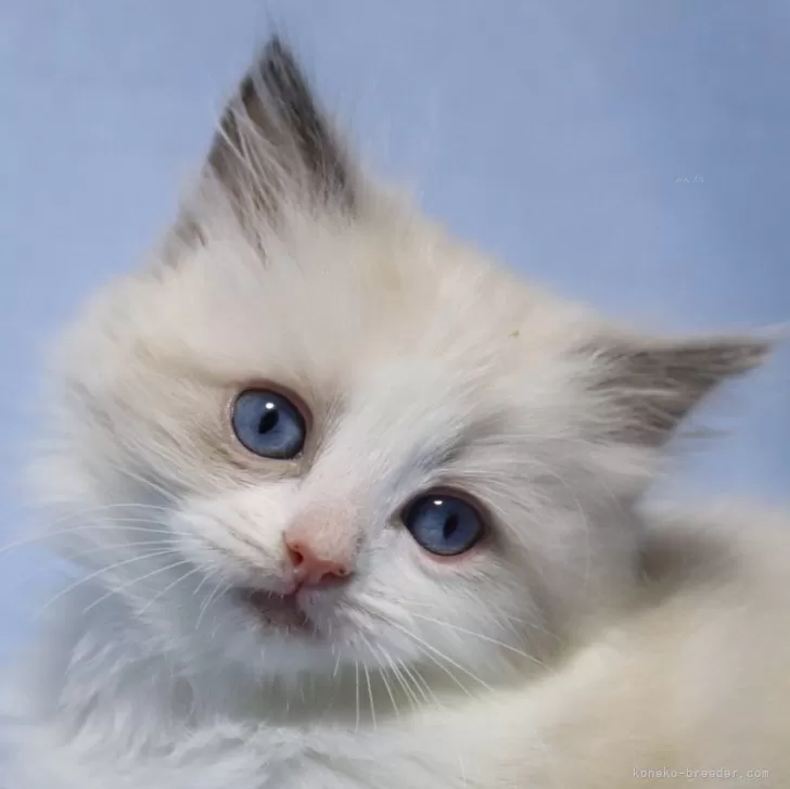 ひまわり 様のお迎えした子猫