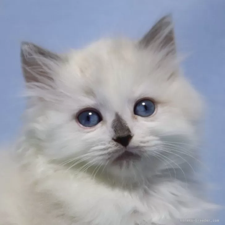 りんご 様のお迎えした子猫
