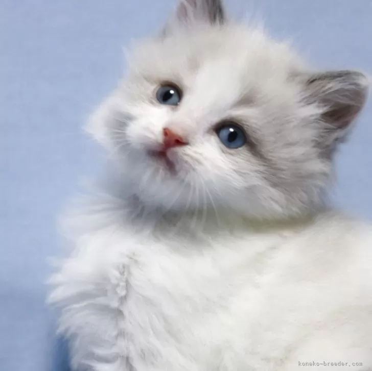 I 様のお迎えした子猫