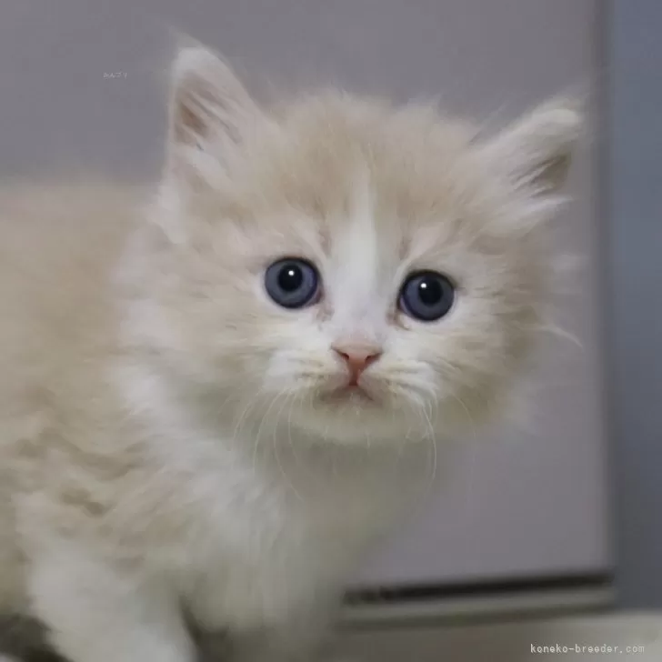 K.K 様のお迎えした子猫