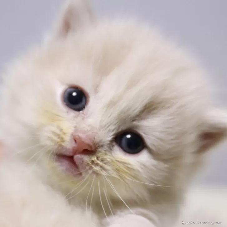 こうじ 様のお迎えした子猫