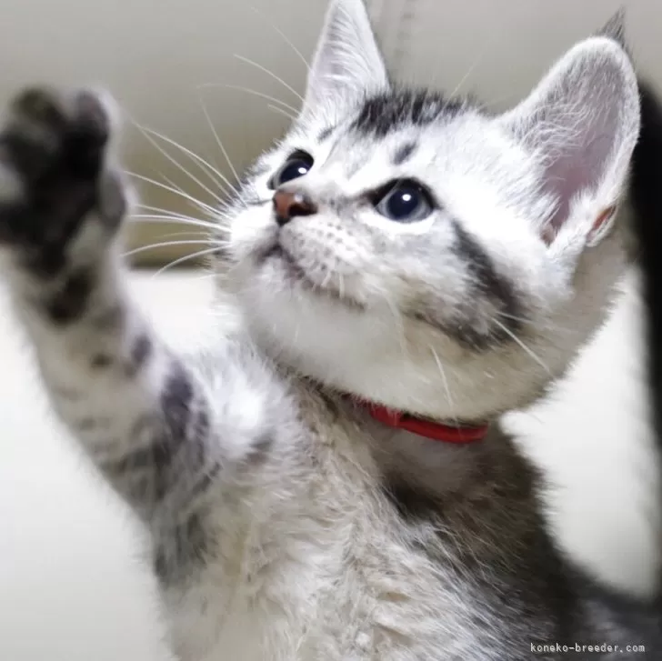 ID:2507-03144の子猫