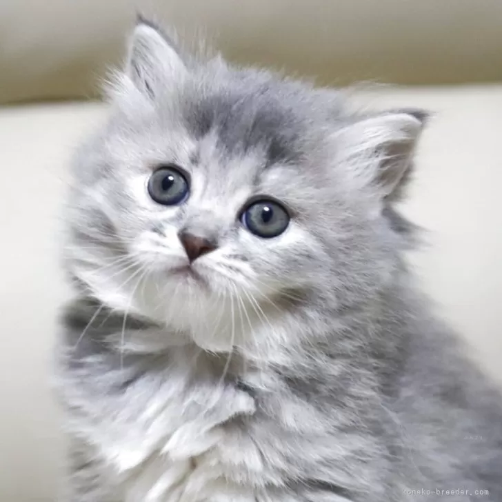 K.I 様のお迎えした子猫