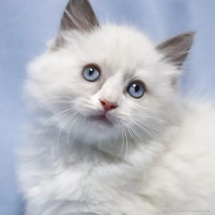 ラグドール【長野県・男の子・2025年8月8日・ブルーポイントバイカラー】の写真1「左右対称の綺麗な八割れ　まん丸男の子」