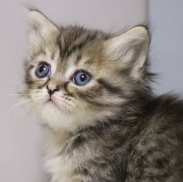 マンチカン(短足)【長野県・女の子・2024年11月30日・ブラウンタビー】の写真「小柄で可愛い短足女の子です」