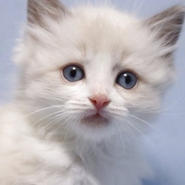 ラグドール【長野県・女の子・2025年6月4日・ブルーポイントバイカラー（長毛）】の写真「玩具反応良い少し垂れ目の真ん丸女の子です。」