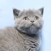 ブリティッシュショートヘア