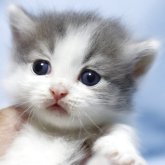 マンチカン(短足)