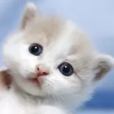 マンチカン(長足)