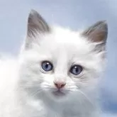 ラグドール【長野県・男の子・2025年6月4日・ブルーポイントバイカラー】の写真1