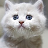 マンチカン(長足)