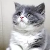 ブリティッシュショートヘア