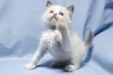 ラグドール【長野県・男の子・2025年4月22日・ブルーポイントバイカラー】の写真2