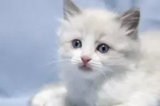 ラグドール【長野県・女の子・2025年10月27日・ブルーポイントバイカラー】の写真2