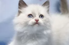 ラグドール【長野県・女の子・2025年8月8日・ブルーポイントバイカラー】の写真2