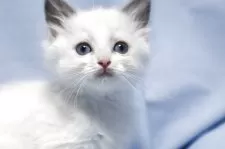 ラグドール【長野県・女の子・2025年9月20日・ブルーポイントバイカラー】の写真2