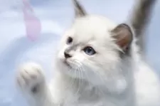 ラグドール【長野県・女の子・2025年8月8日・ブルーポイントバイカラー】の写真3