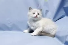 ラグドール【長野県・女の子・2025年10月27日・ブルーポイントバイカラー】の写真3