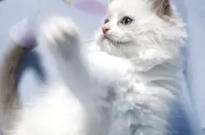 ラグドール【長野県・女の子・2025年8月8日・ブルーポイントバイカラー】の写真3