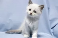 ラグドール【長野県・女の子・2025年9月20日・ブルーポイントバイカラー】の写真4