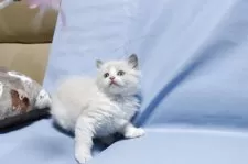 ラグドール【長野県・女の子・2025年10月27日・ブルーポイントバイカラー】の写真4