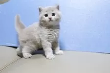 マンチカン(長足)【長野県・男の子・2025年7月21日・クリーム】の写真4