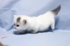 マンチカン(短足)【長野県・男の子・2025年9月14日・ブルー&ホワイトバン】の写真4