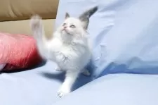 ラグドール【長野県・女の子・2025年8月8日・ブルーポイントバイカラー】の写真5