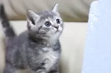 マンチカン(長足)【長野県・女の子・2025年7月21日・ブルータビー】の写真5