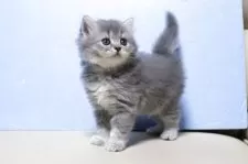 マンチカン(長足)【長野県・女の子・2025年7月21日・ブルー】の写真5