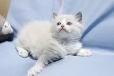 ラグドール【長野県・女の子・2025年10月27日・ブルーポイントバイカラー】の写真6