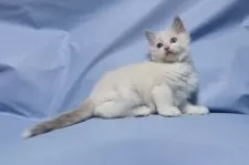 ラグドール【長野県・男の子・2024年12月6日・ブルーポイントバイカラー】の写真7