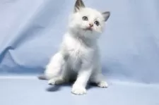 ラグドール【長野県・女の子・2025年9月20日・ブルーポイントバイカラー】の写真9