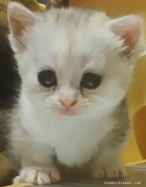 冨上哲也ブリーダー