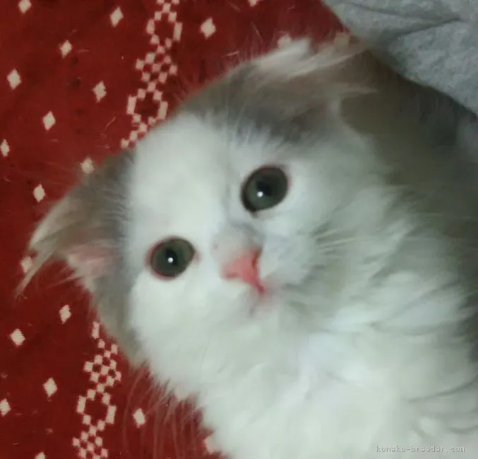 Nyanyas 様のお迎えした子猫