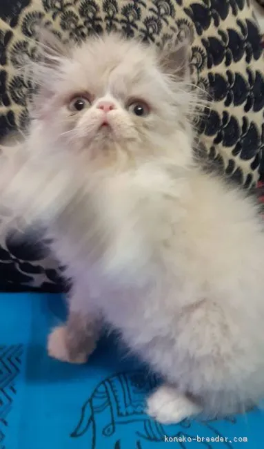 ID:2004-00532の子猫
