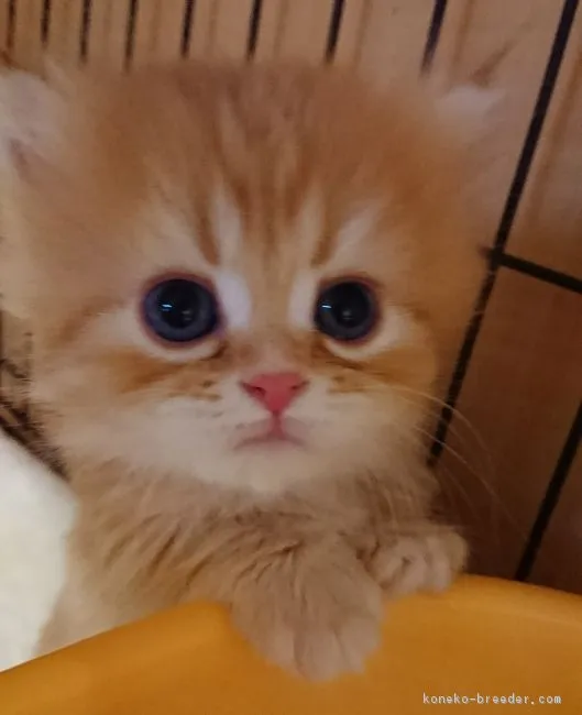 ID：1709-00742の子猫