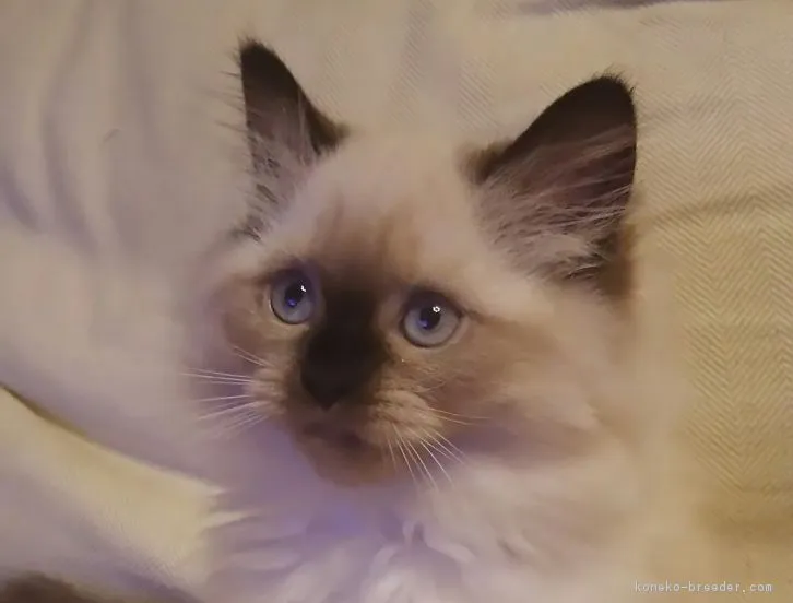 ID:1605-00463の子猫