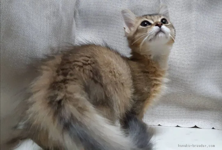 たっちゃん 様のお迎えした子猫