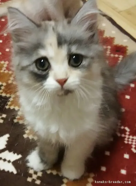 るる 様のお迎えした子猫