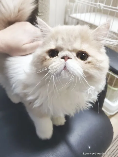 M.Y 様のお迎えした子猫