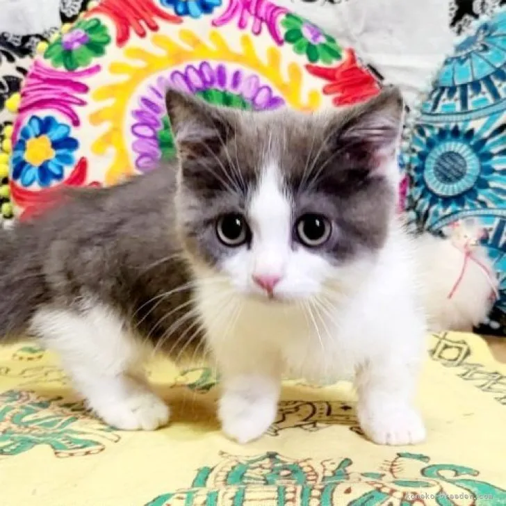 ID：2303-02114の子猫