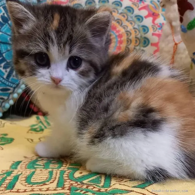 ID：2103-00001の子猫