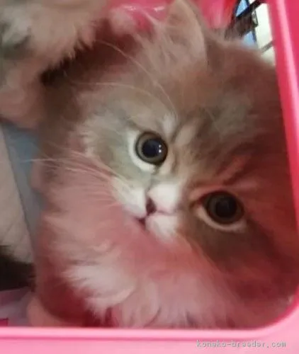 ふぅ 様のお迎えした子猫