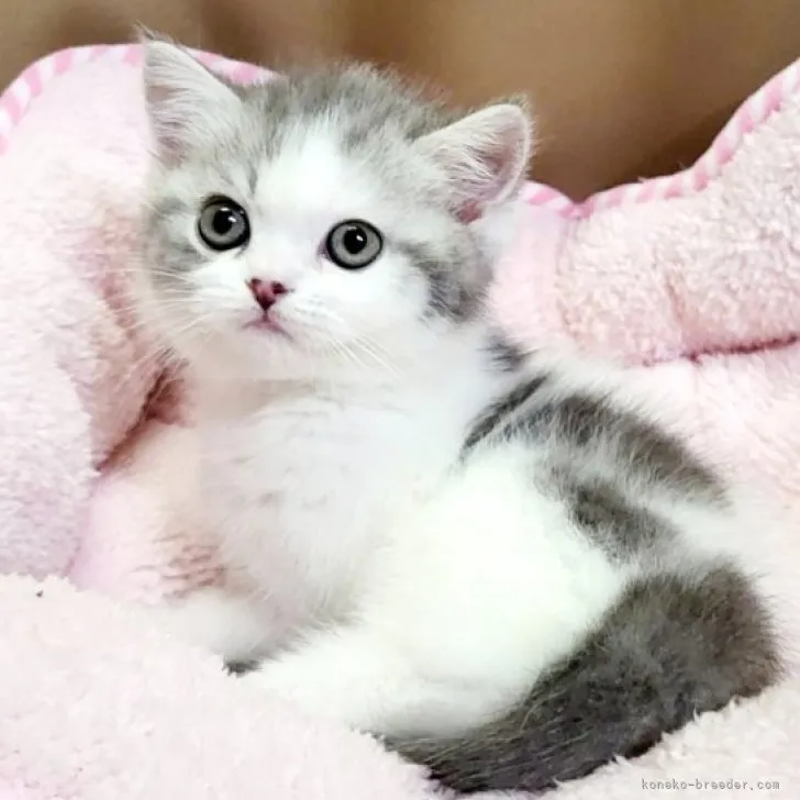 ID:2303-00742の子猫