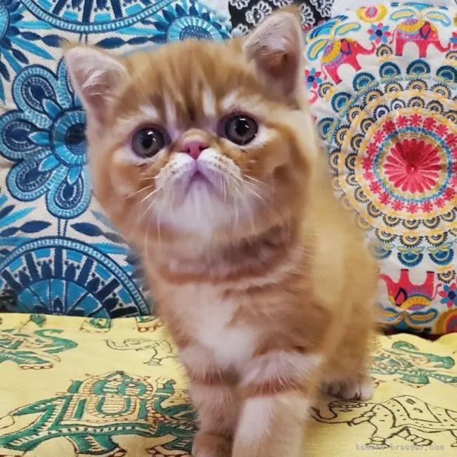 ID:2204-01254の子猫