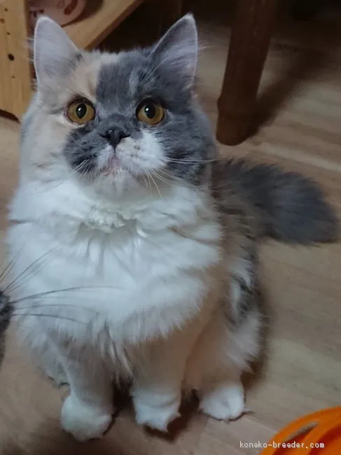 naan 様のお迎えした子猫