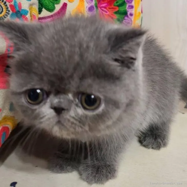 ID:2212-00733の子猫